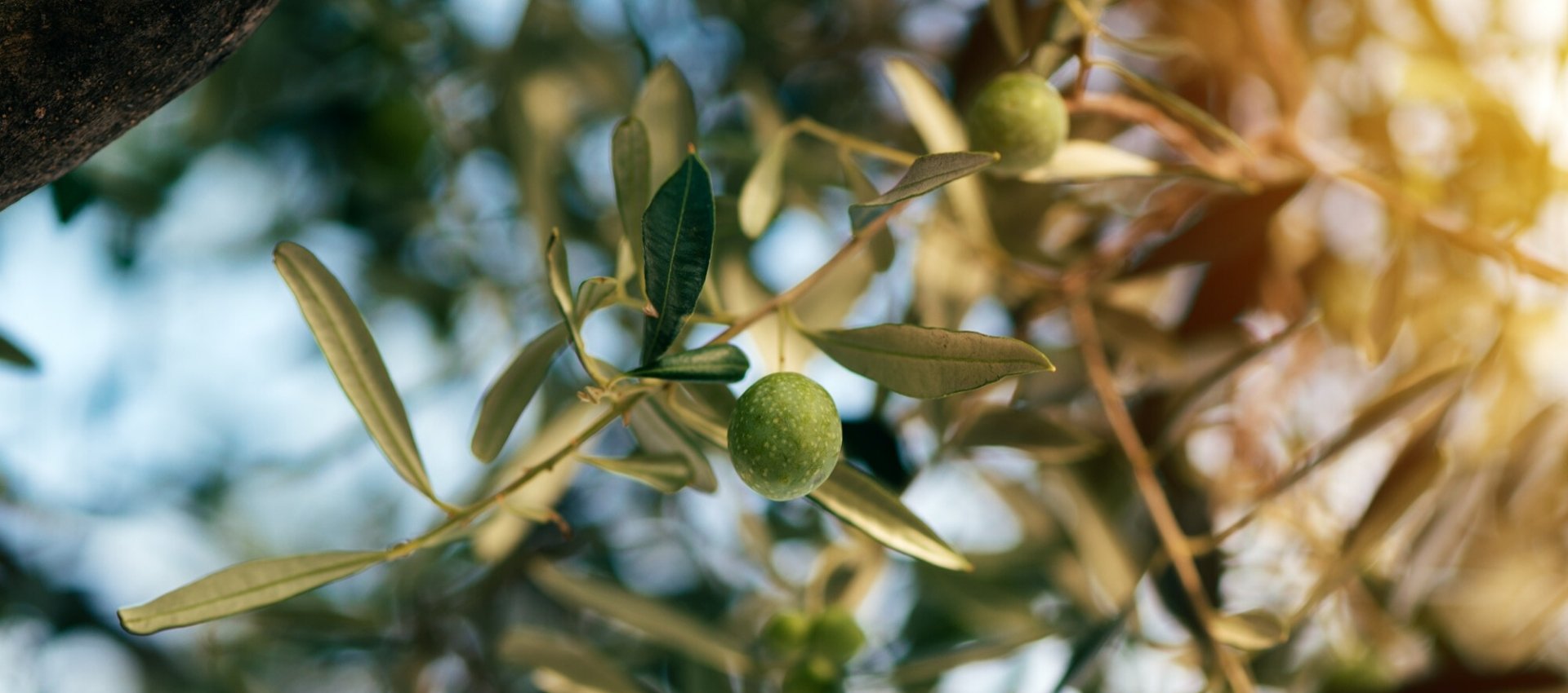 Productores de Aceitunas y Aceite de Oliva